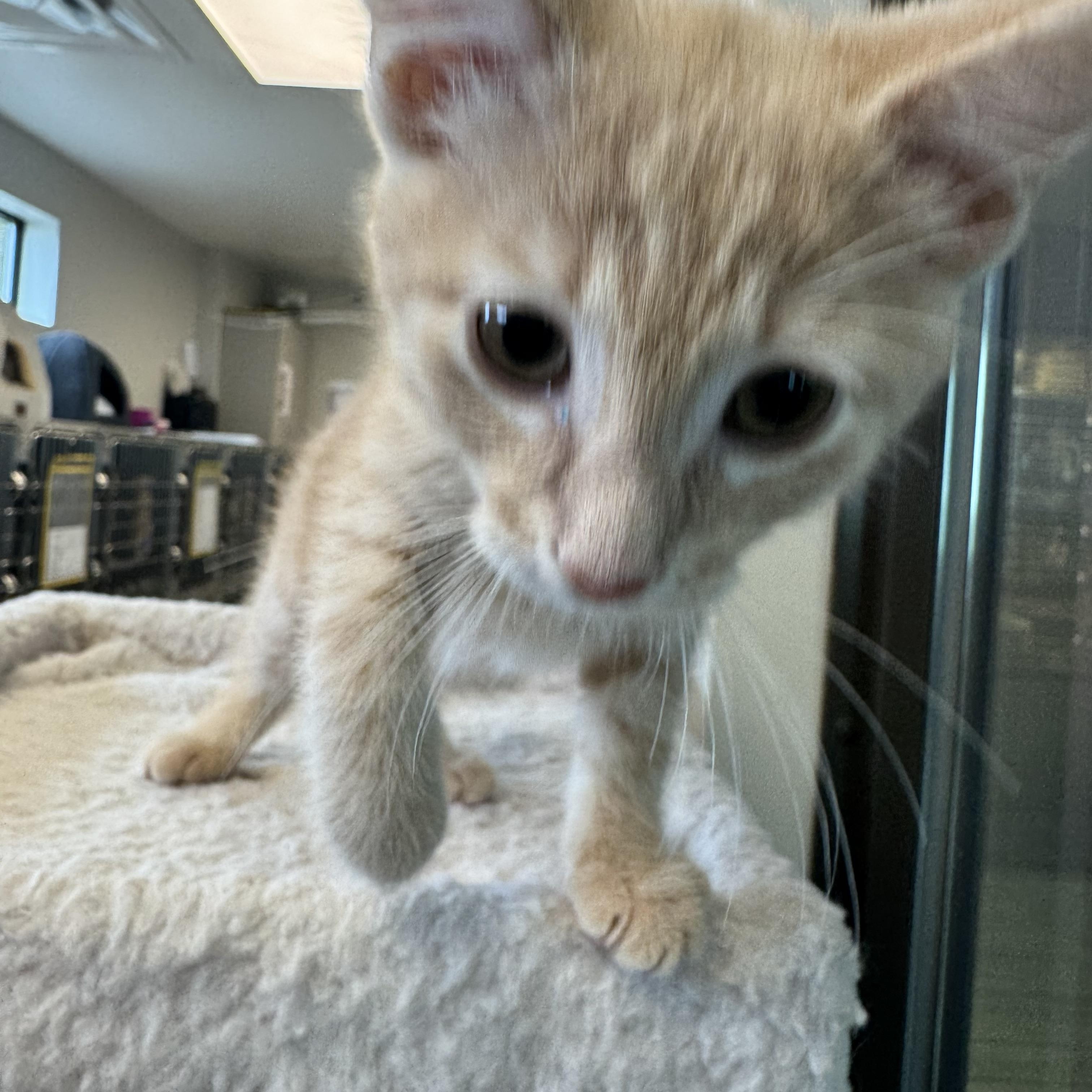 Indiana, an adopted Domestic Short Hair in Liberty, MO image 5/6