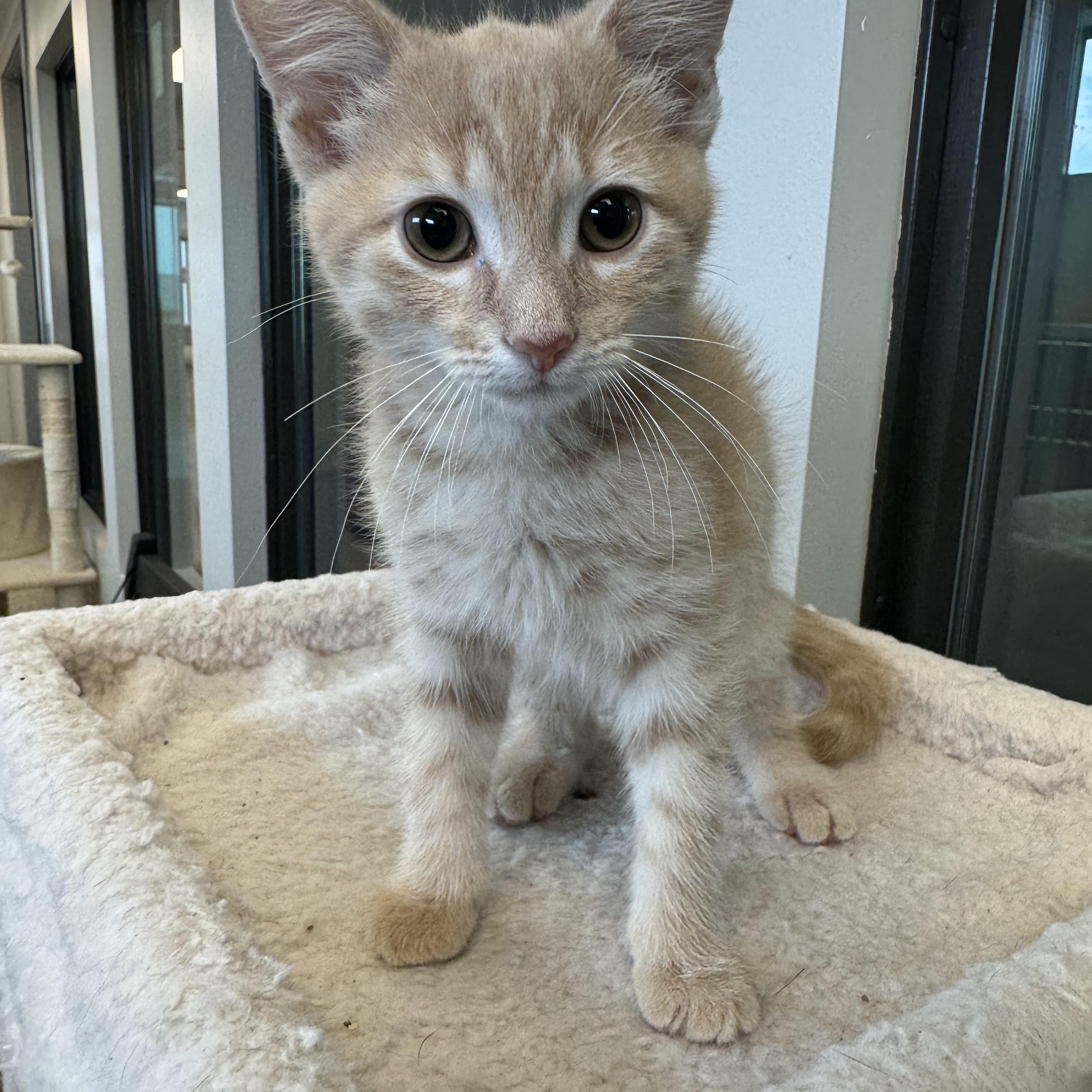 Indiana, adopted, Kitten Male Domestic Short Hair.