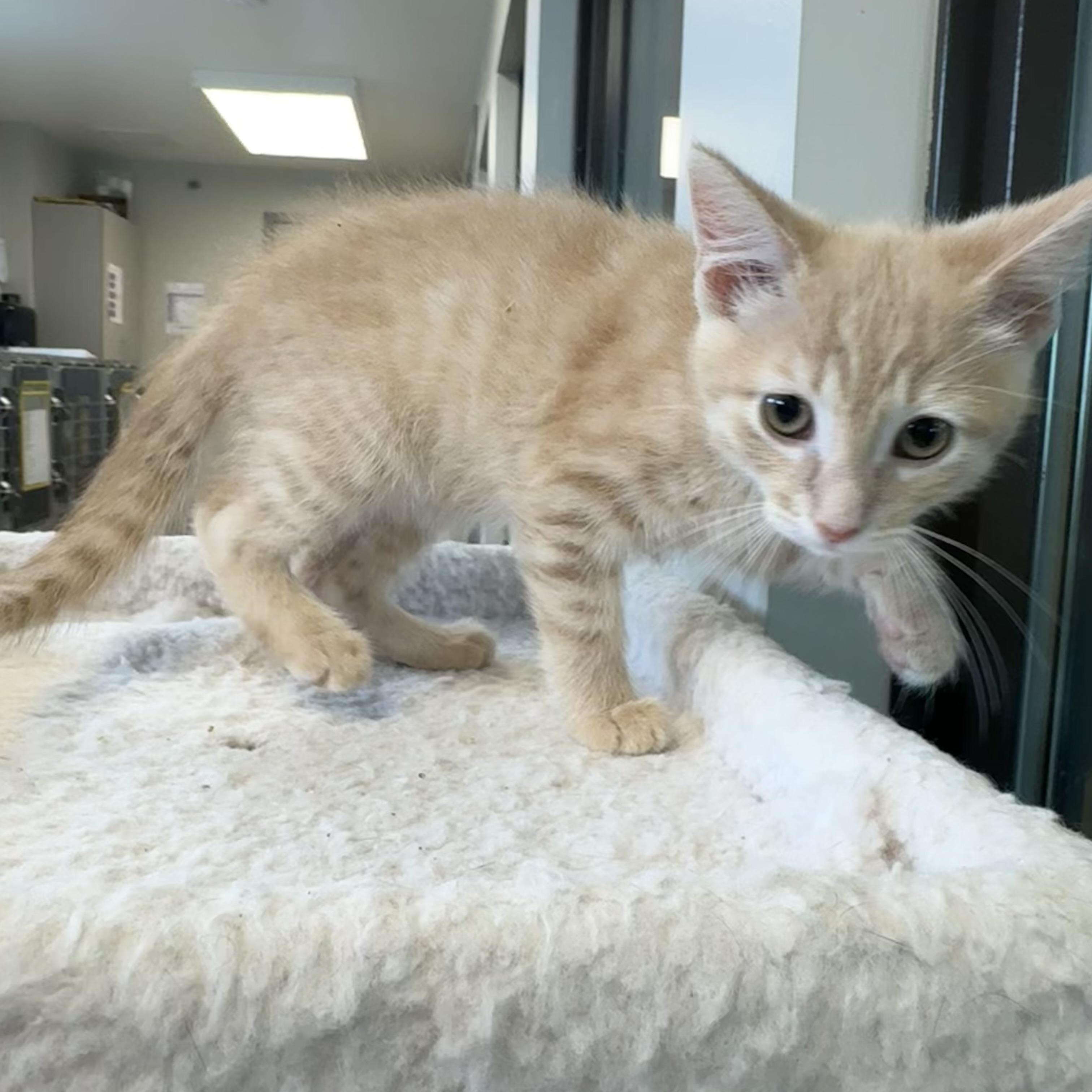 Indiana, an adopted Domestic Short Hair in Liberty, MO image 3/6