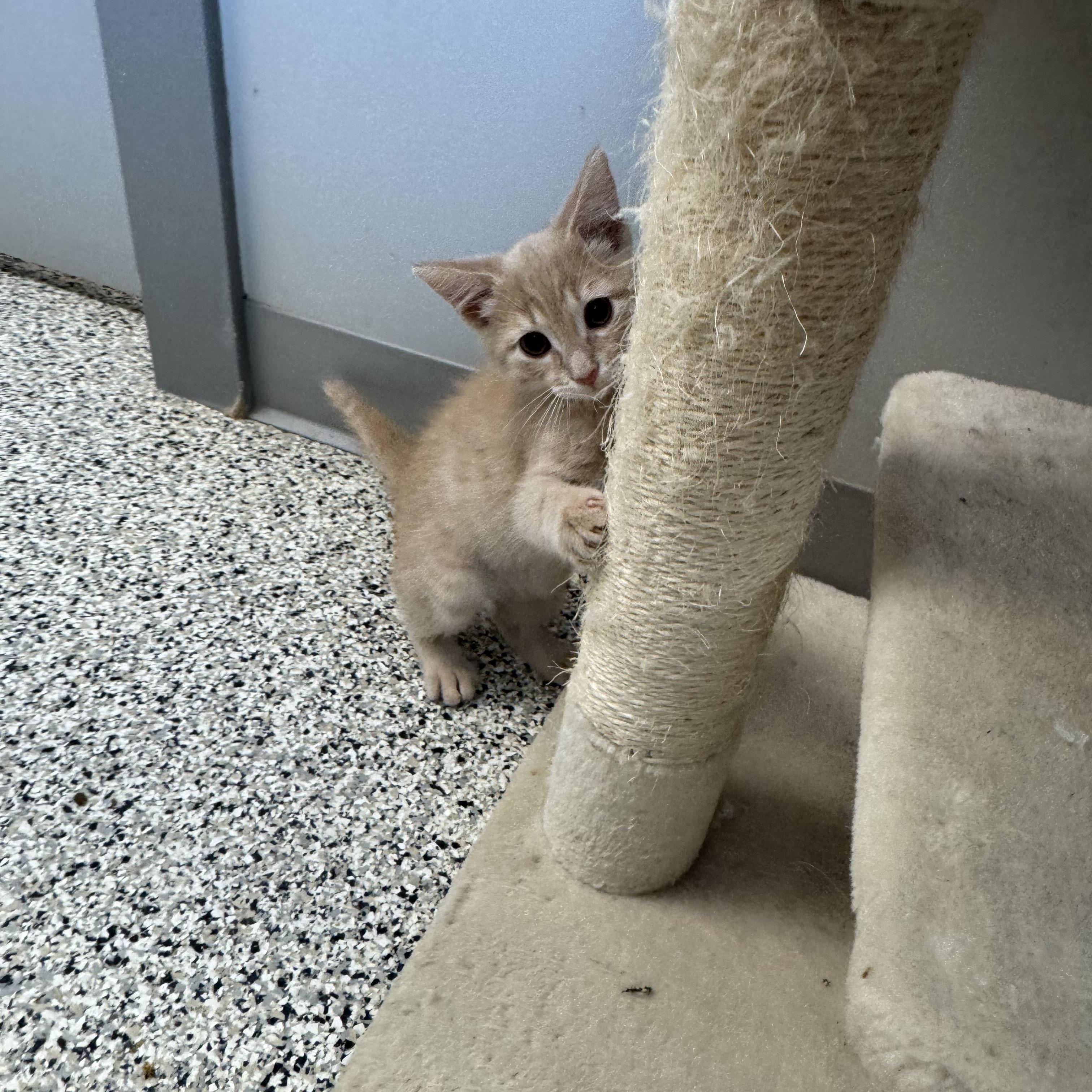 Indiana, an adopted Domestic Short Hair in Liberty, MO image 4/6