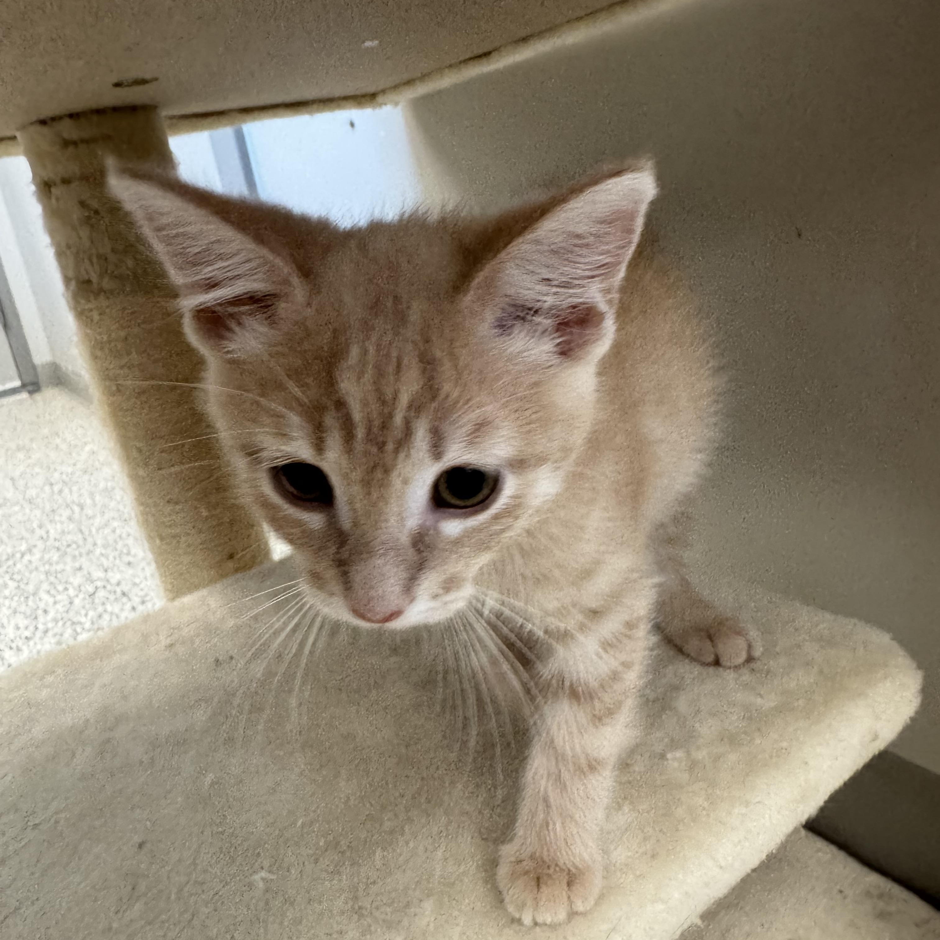 Indiana, an adopted Domestic Short Hair in Liberty, MO image 6/6