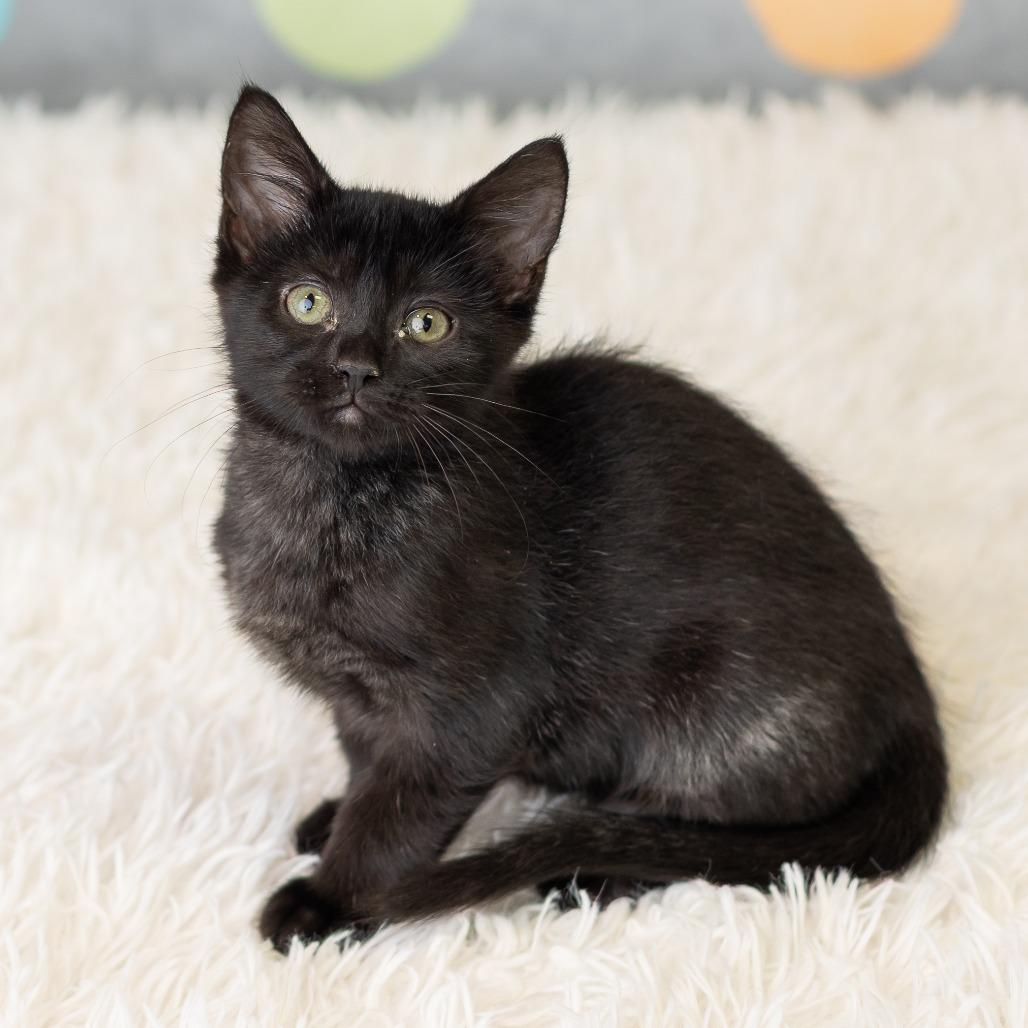 Kittyno$, a Adoptable Domestic Short Hair in St. Paul, MN image 1/6