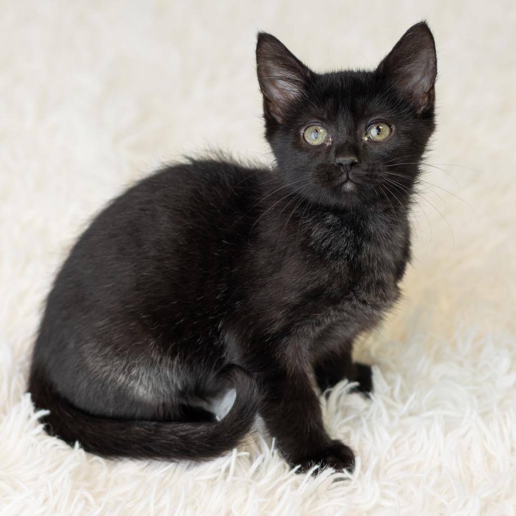 Kittyno$, a Adoptable Domestic Short Hair in St. Paul, MN image 2/6