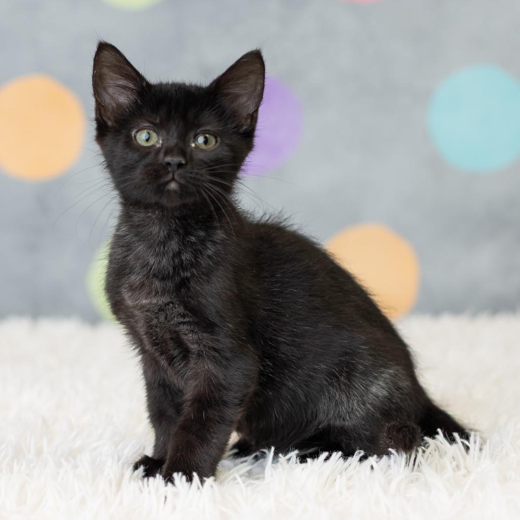 Kittyno$, a Adoptable Domestic Short Hair in St. Paul, MN image 3/6