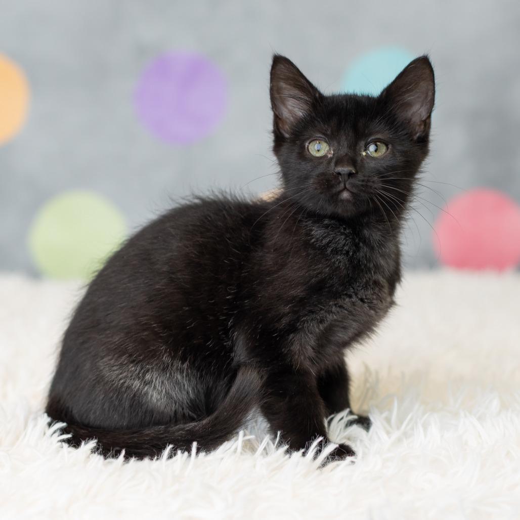 Kittyno$, a Adoptable Domestic Short Hair in St. Paul, MN image 4/6