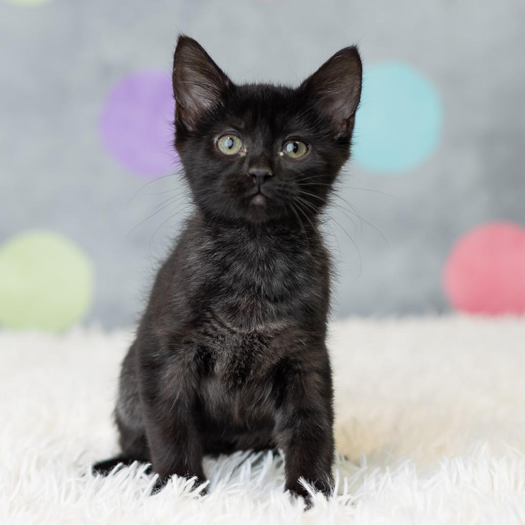 Kittyno$, a Adoptable Domestic Short Hair in St. Paul, MN image 5/6