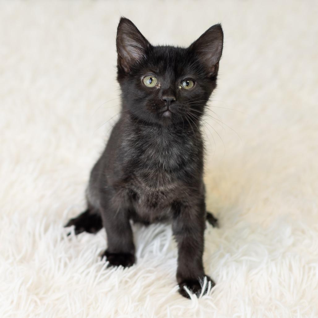 Kittyno$, a Adoptable Domestic Short Hair in St. Paul, MN image 6/6
