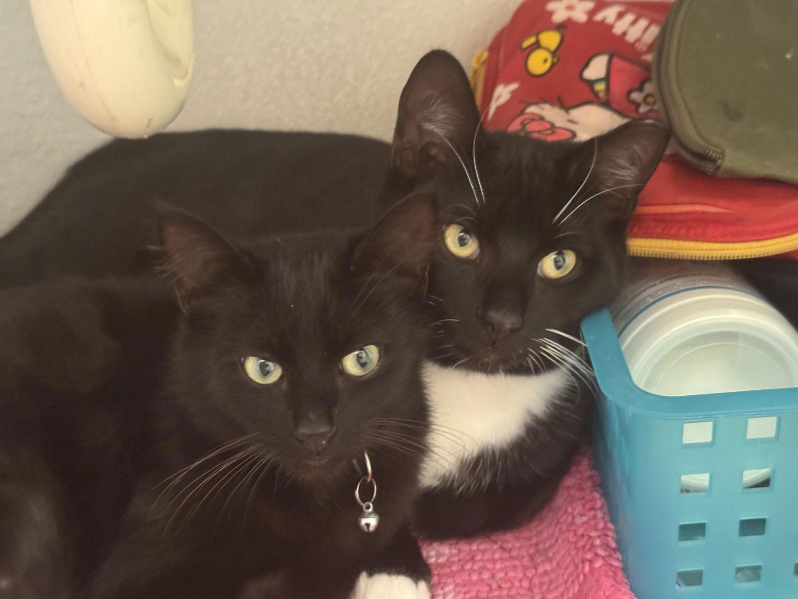 Myst & Dash - Mr Mom and Kitten, Adoptable, Young Female Tuxedo & Bombay.