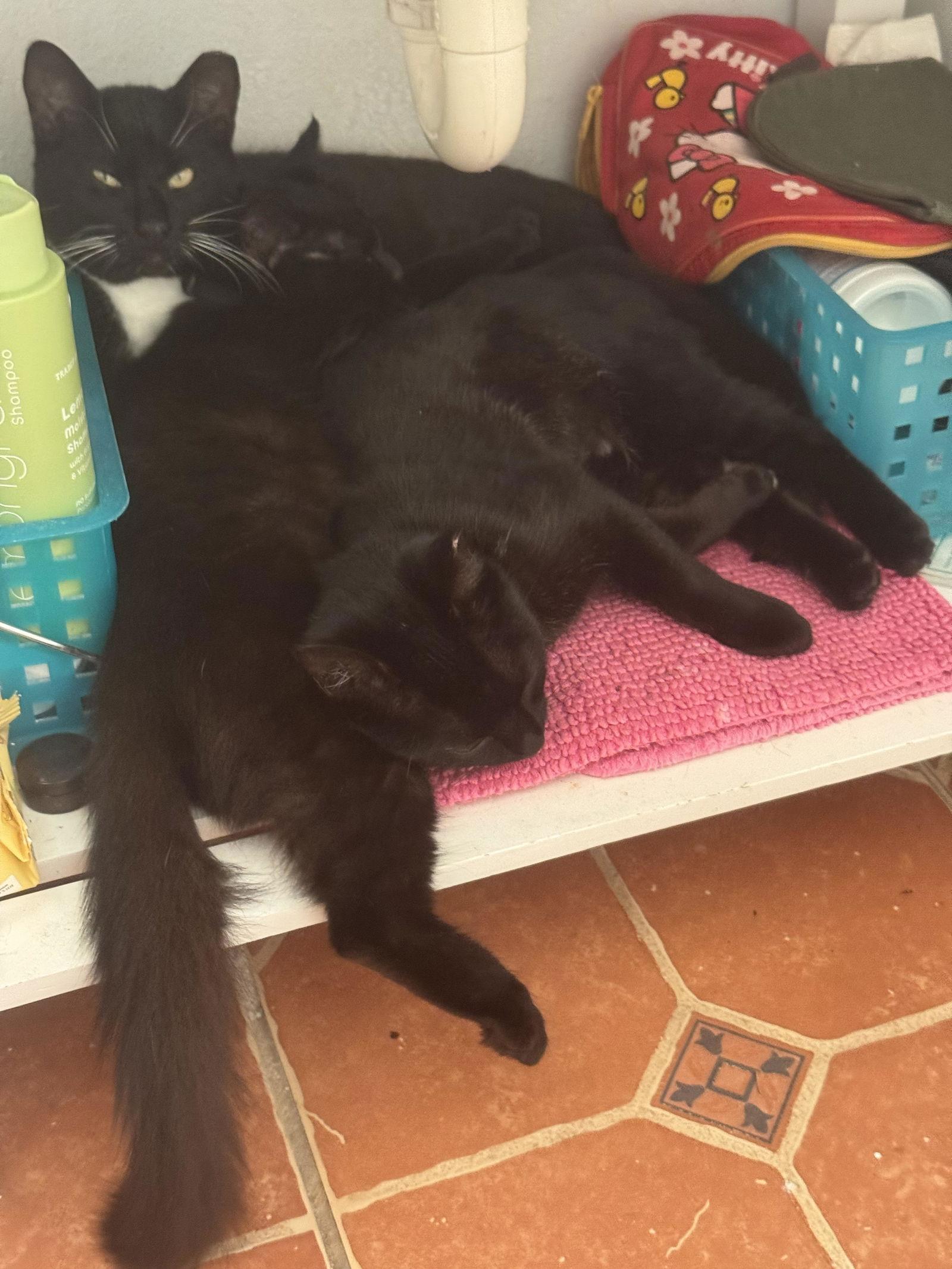 Myst, Taffy, & Dash - small family of voids, Adoptable, Young Female Tuxedo & Bombay.