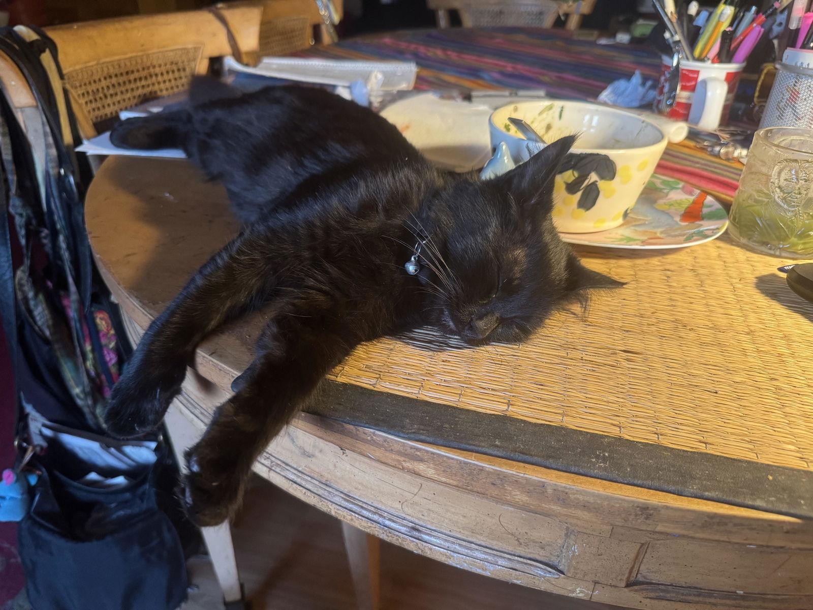 Enlarge Myst & Dash, a Adoptable mixed breed in San Luis Obispo, CA image 3/3