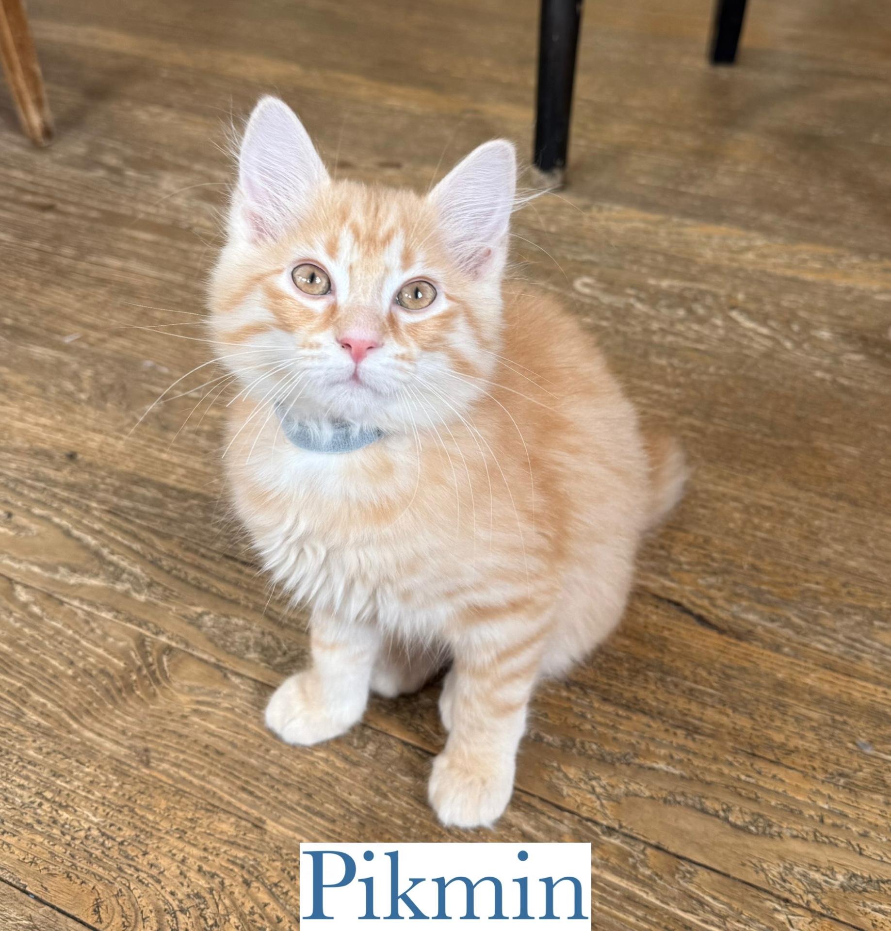 Pikman, Baby Male Domestic Medium Hair