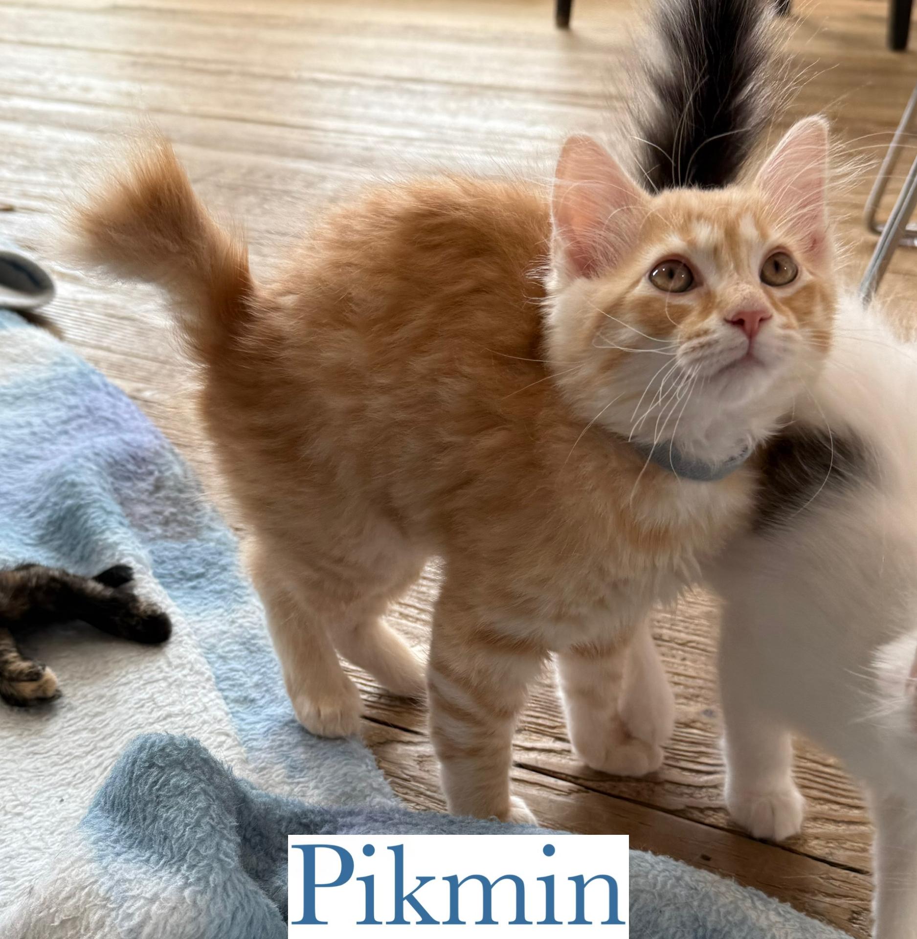 Pikman photo 3