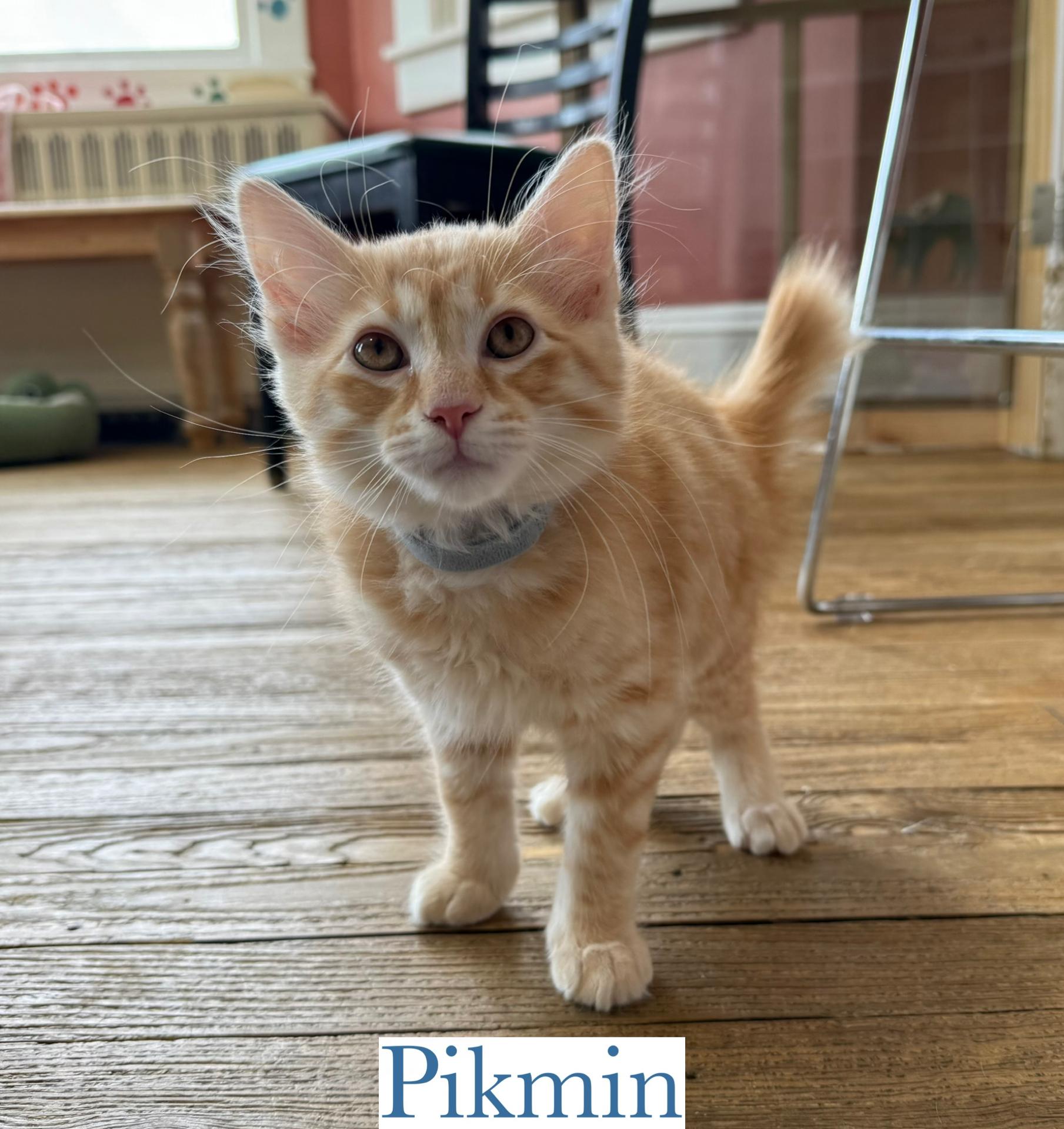 Pikman photo 2
