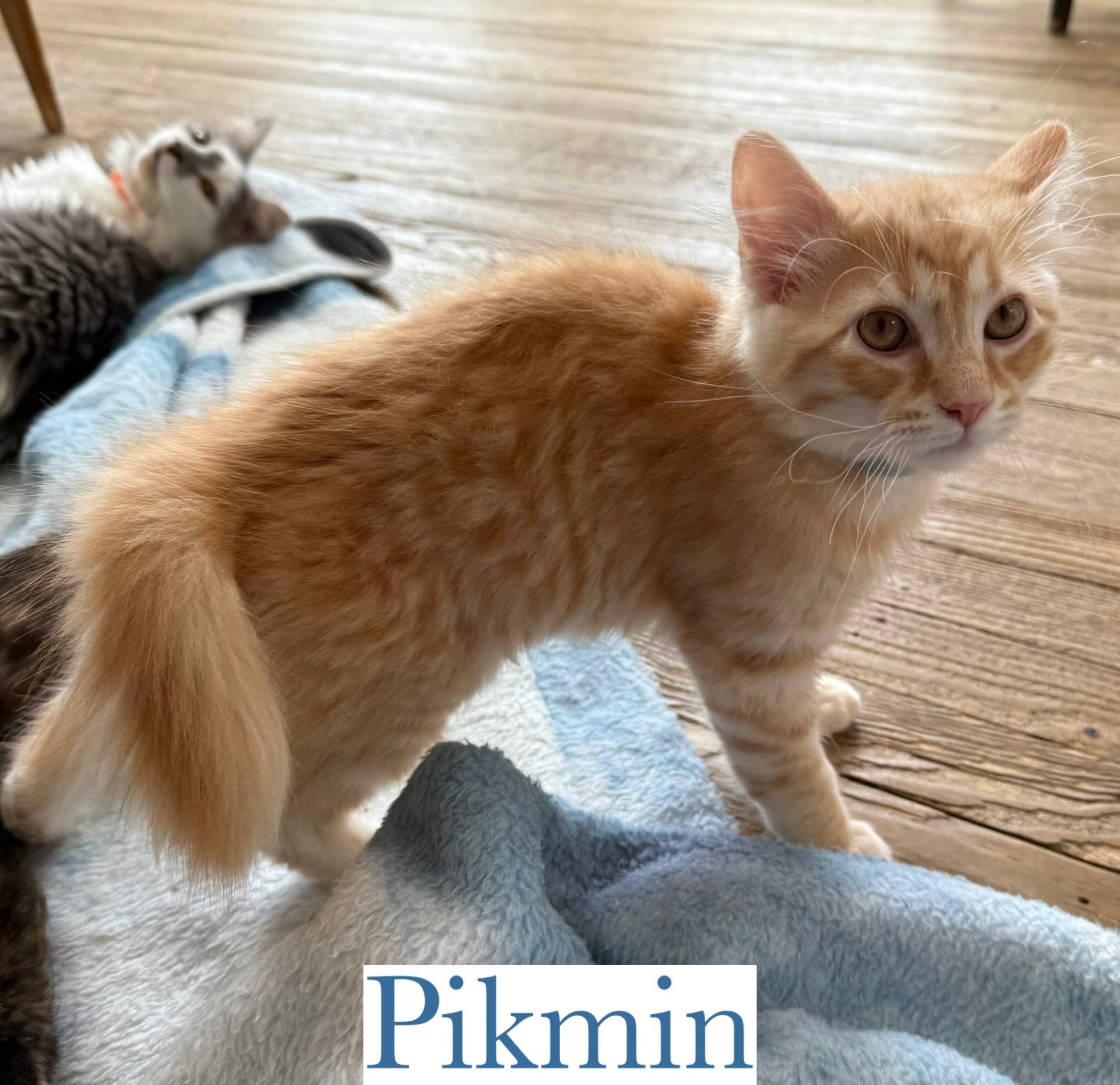 Pikman photo 4