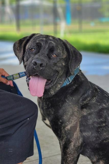 Enlarge SASHA, a Adoptable Mixed Breed in Palmetto, FL image 1/1
