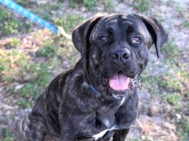 SASHA, Adoptable, Adult Female Mixed Breed.