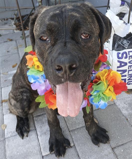 SASHA, Adoptable, Adult Female Mixed Breed.