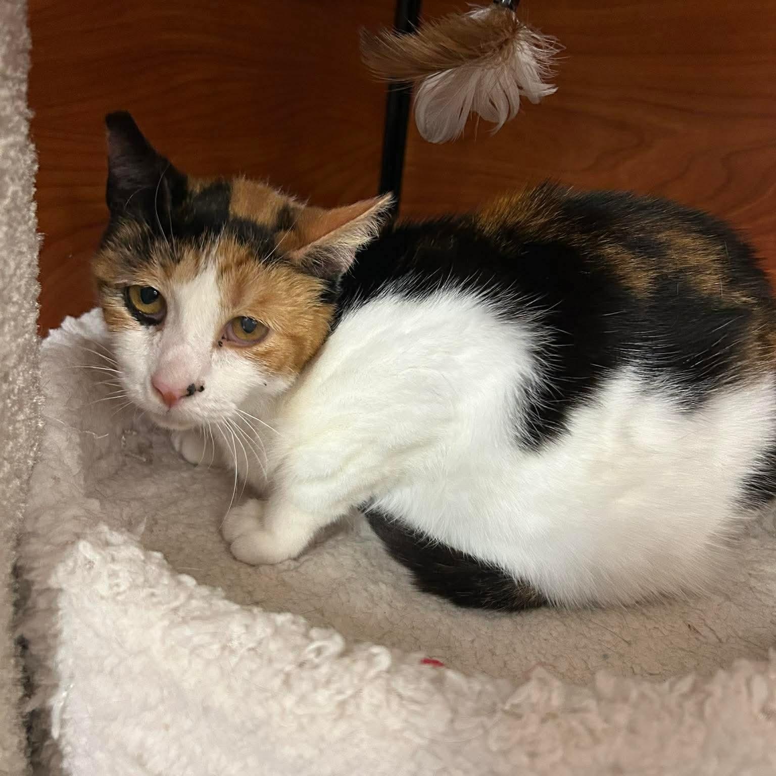 Cookie, an adopted mixed breed in Gladstone, OR image 2/2
