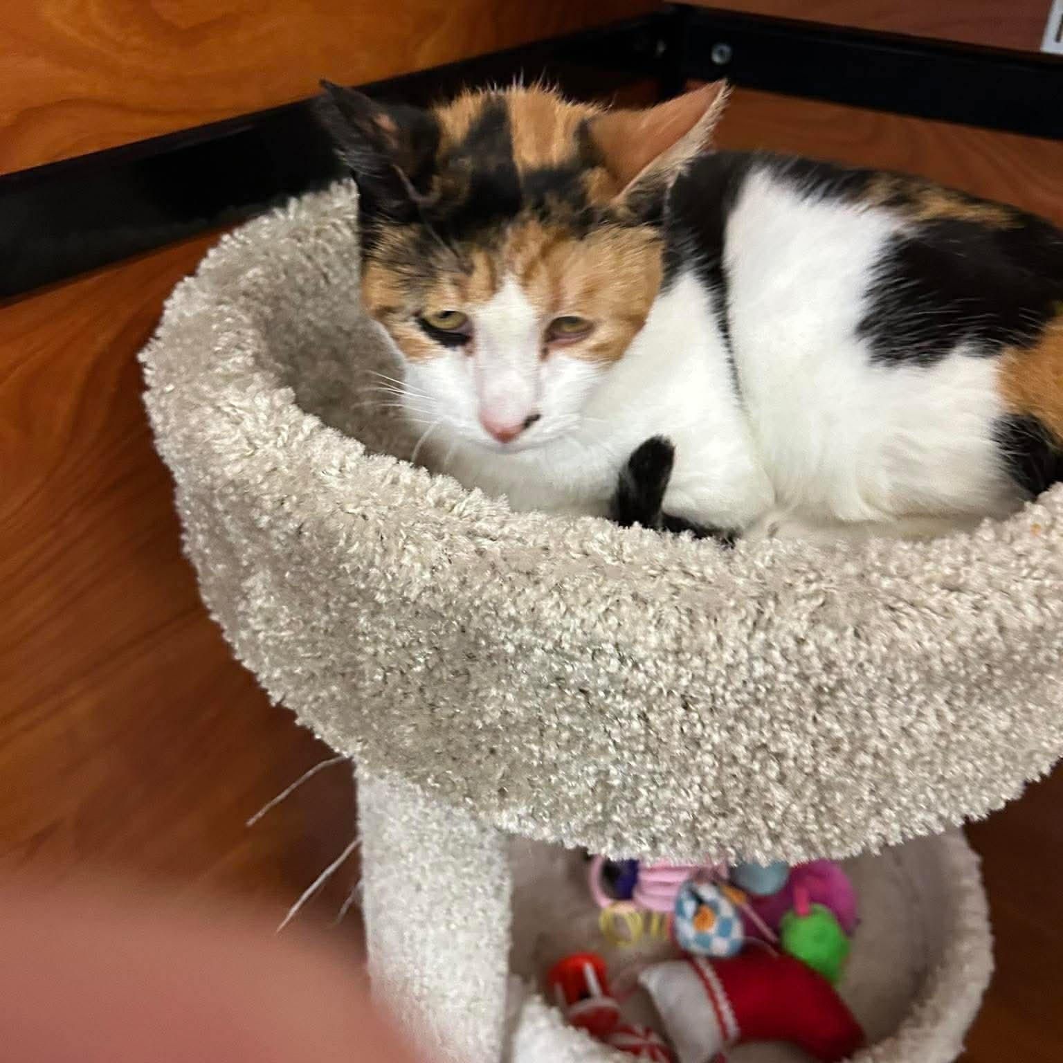 Cookie, adopted, Senior Female Calico & Domestic Short Hair.