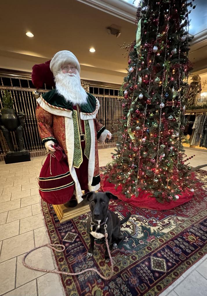 Bailey, Adoptable, Adult Female Black Labrador Retriever & Border Collie.