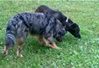 Bailey, a Adoptable mixed breed in Unionville, CT image 3/6