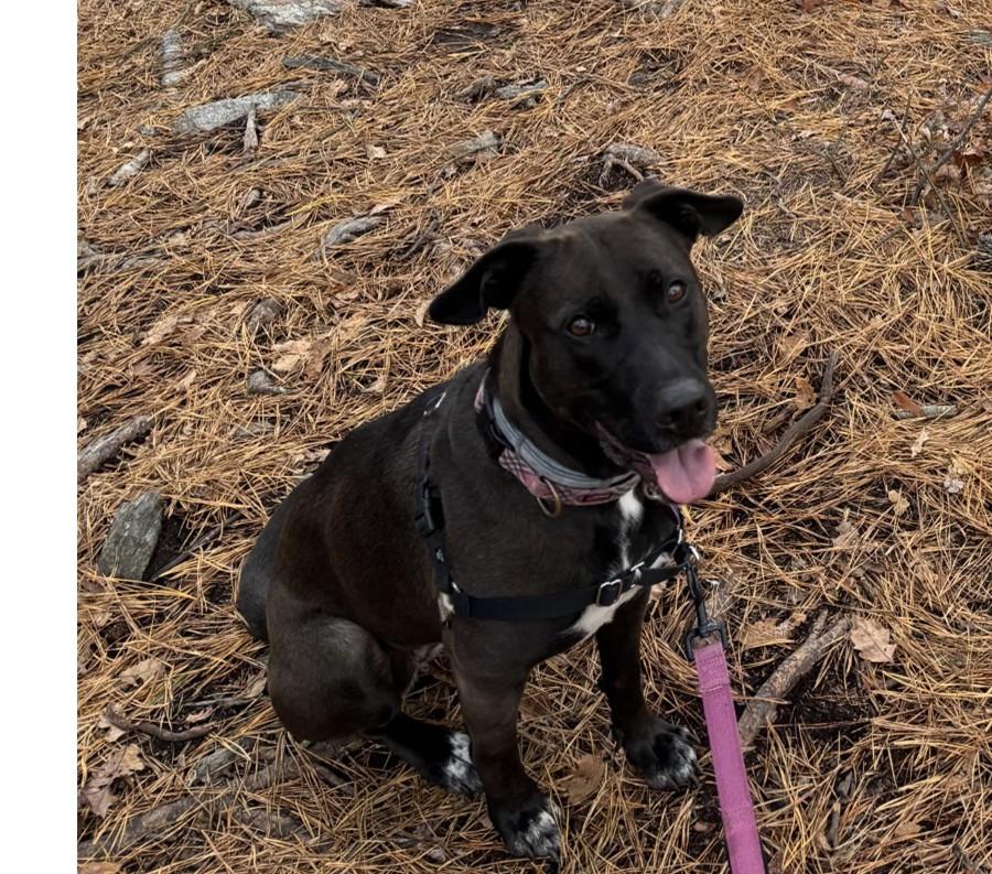 Bailey, Adoptable, Adult Female Black Labrador Retriever & Border Collie.