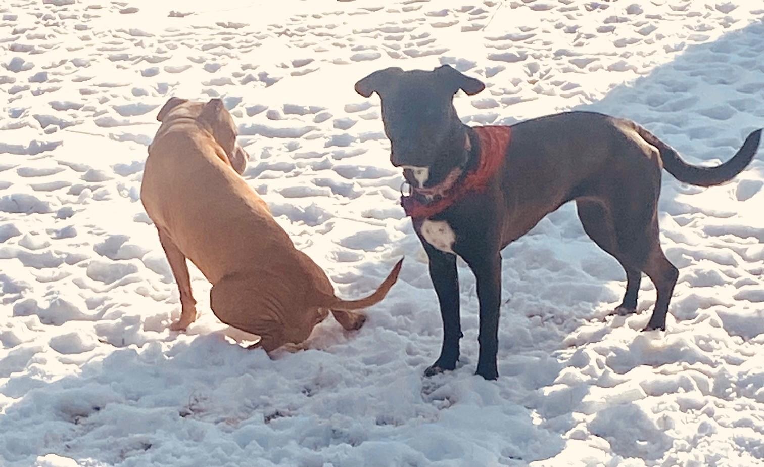 Bailey, a Adoptable mixed breed in Unionville, CT image 6/6