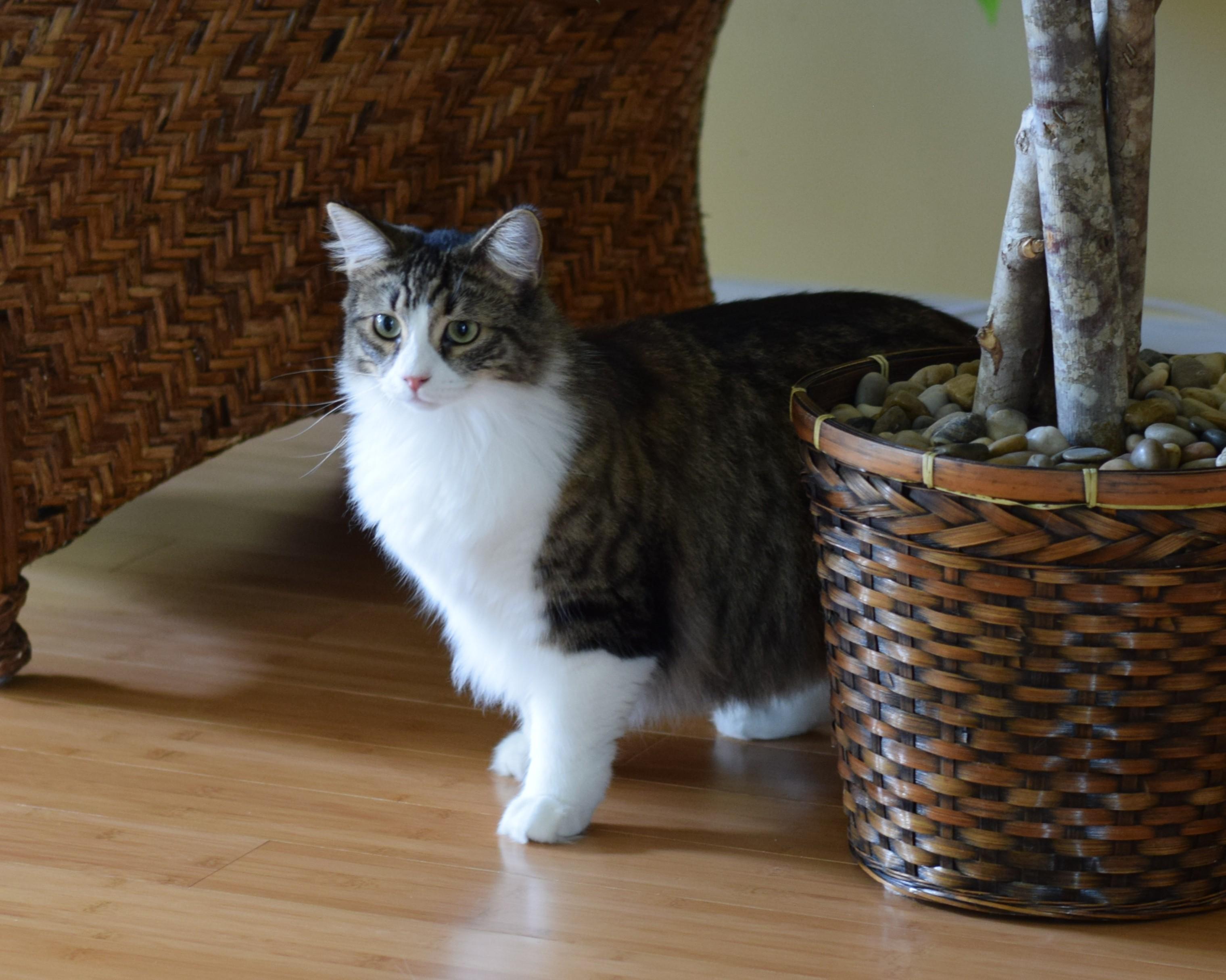 Enlarge Cassie, an adopted Domestic Medium Hair in Mt Pleasant, SC image 5/6