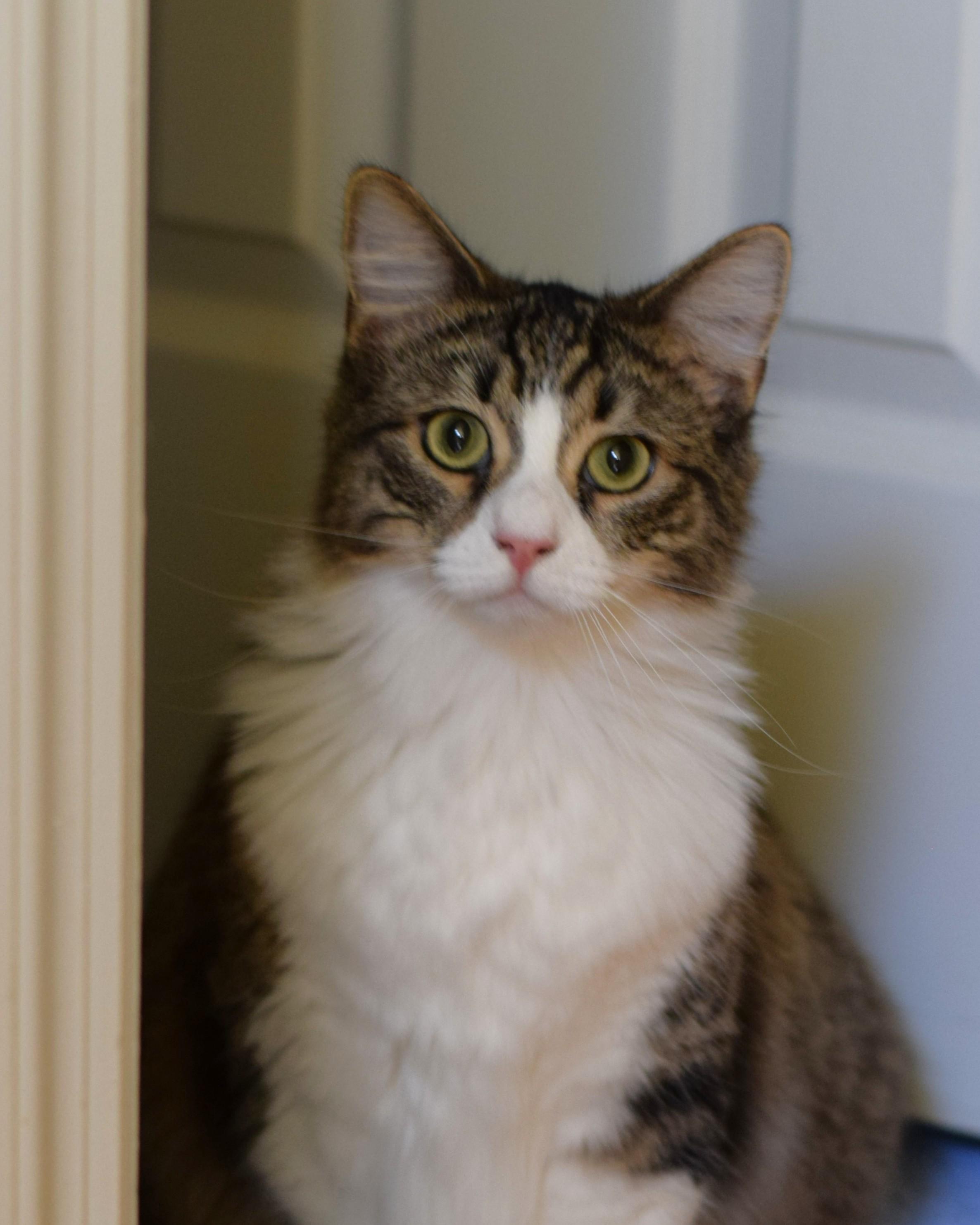 Enlarge Cassie, an adopted Domestic Medium Hair in Mt Pleasant, SC image 4/6