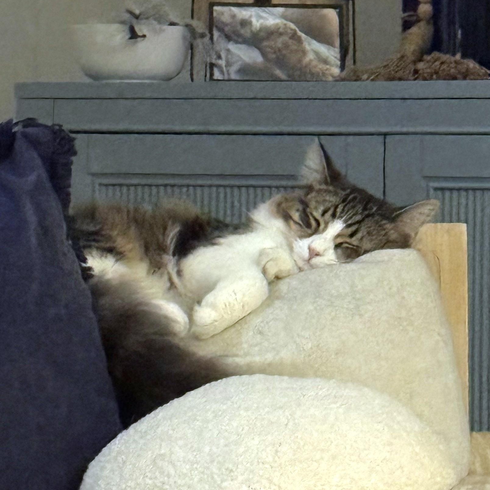 Enlarge Cassie, an adopted Domestic Medium Hair in Mt Pleasant, SC image 2/6