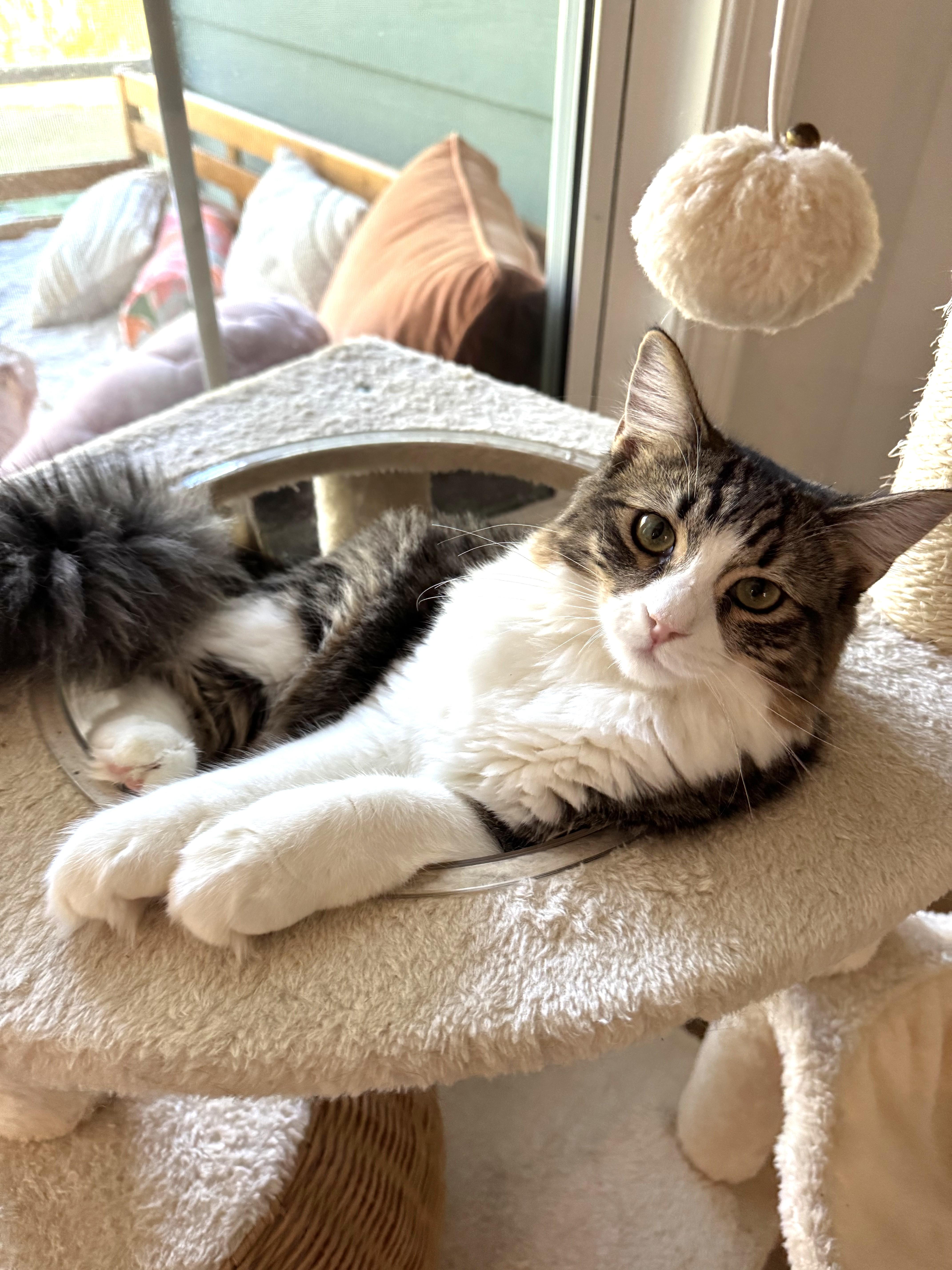 Enlarge Cassie, an adopted Domestic Medium Hair in Mt Pleasant, SC image 1/6