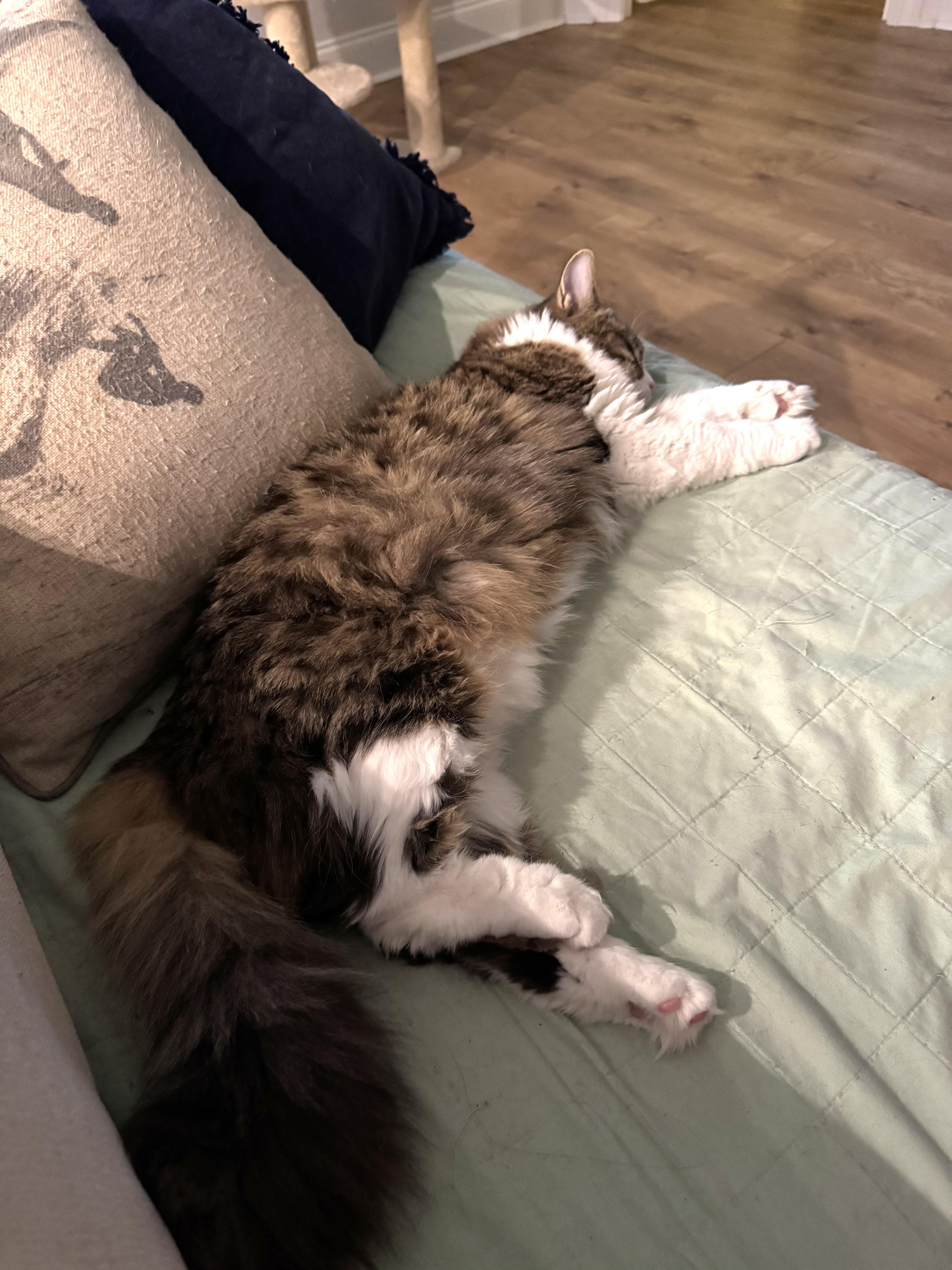 Enlarge Cassie, an adopted Domestic Medium Hair in Mt Pleasant, SC image 3/6