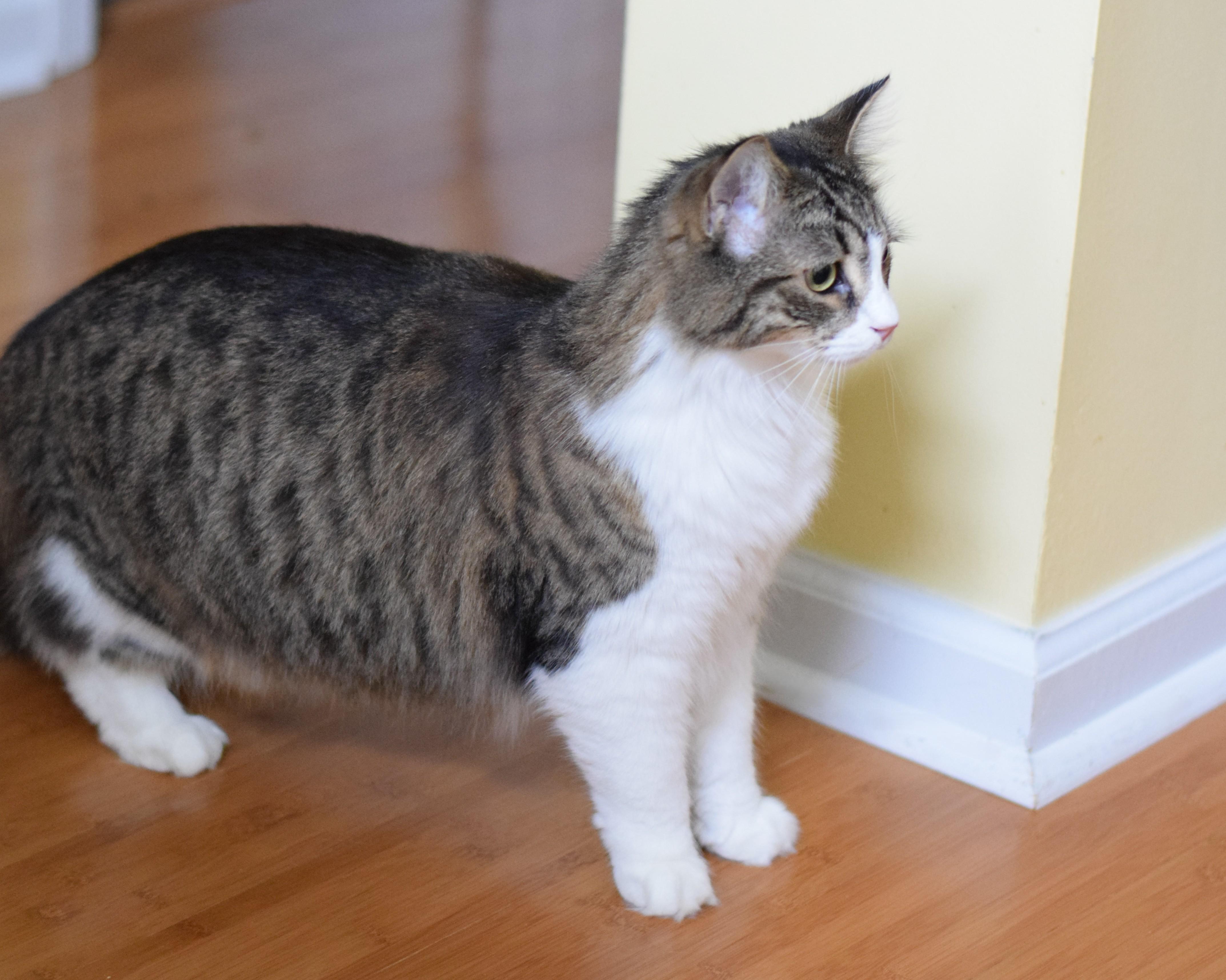 Enlarge Cassie, an adopted Domestic Medium Hair in Mt Pleasant, SC image 6/6