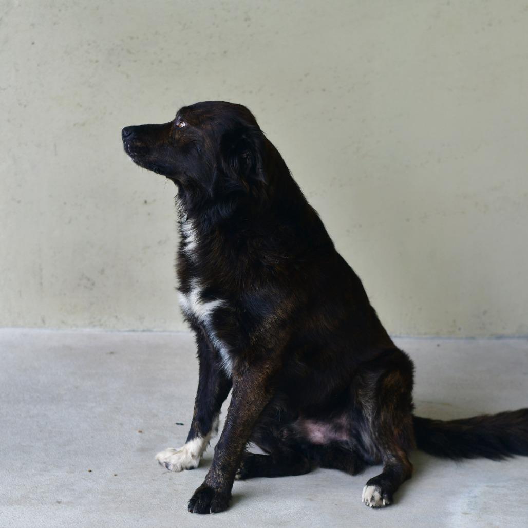 Clyde, Adoptable, Adult Male Shepherd & Mixed Breed.