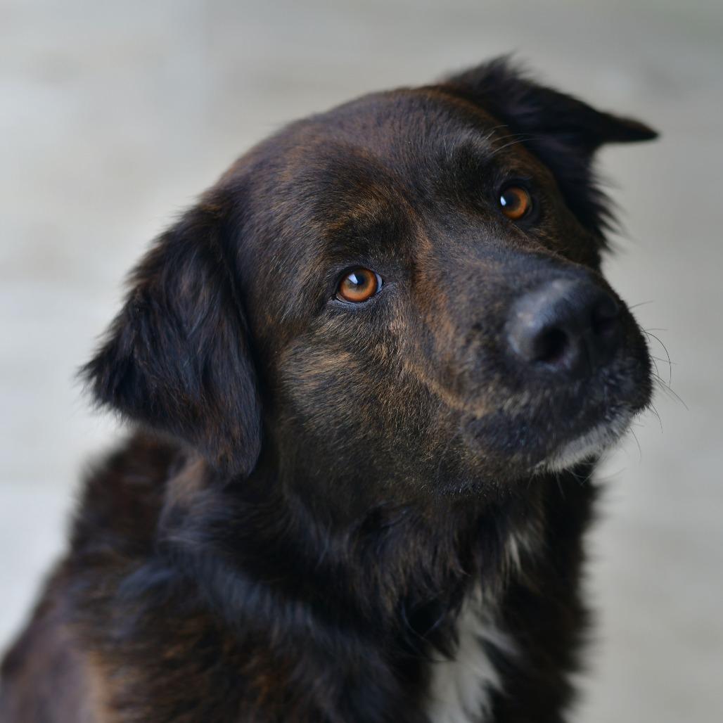 Enlarge Clyde, a Adoptable mixed breed in Ottawa, KS image 2/2