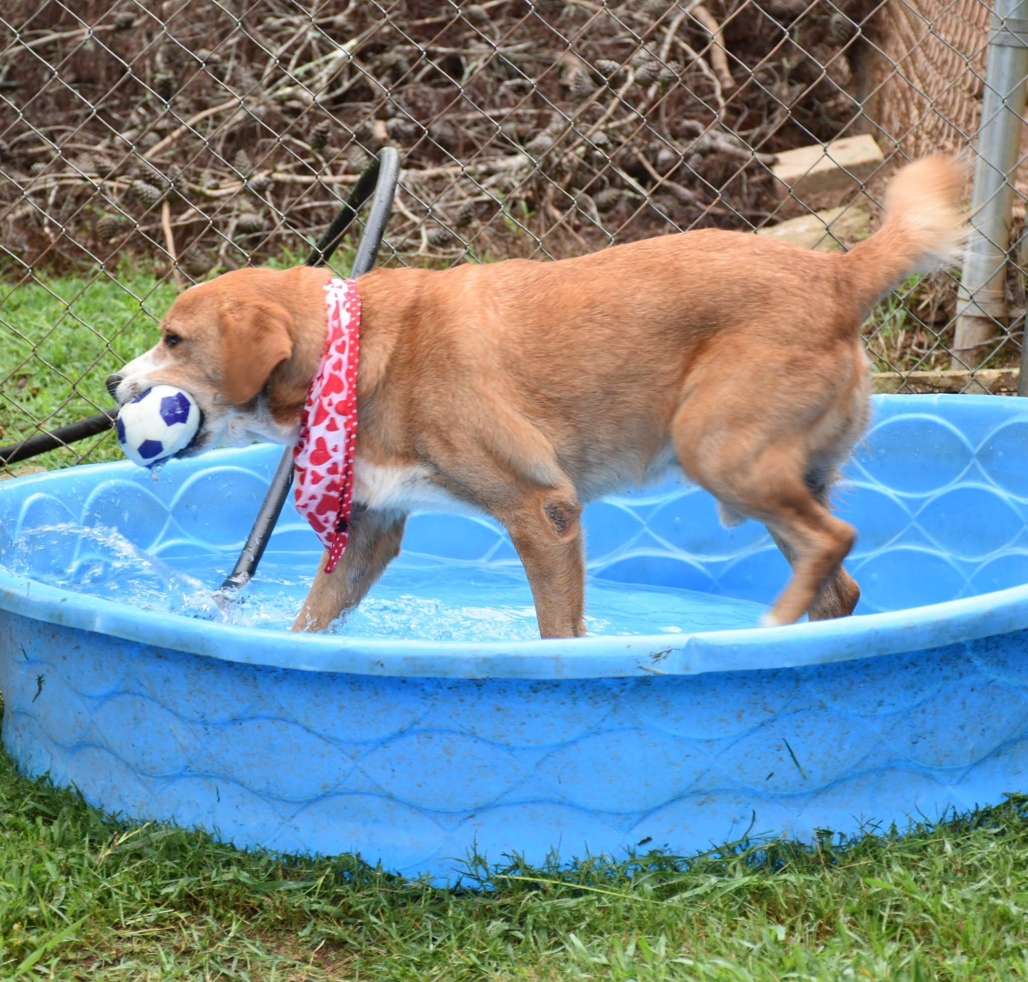 Enlarge Rusty, a Adoptable mixed breed in Wedowee, AL image 4/6