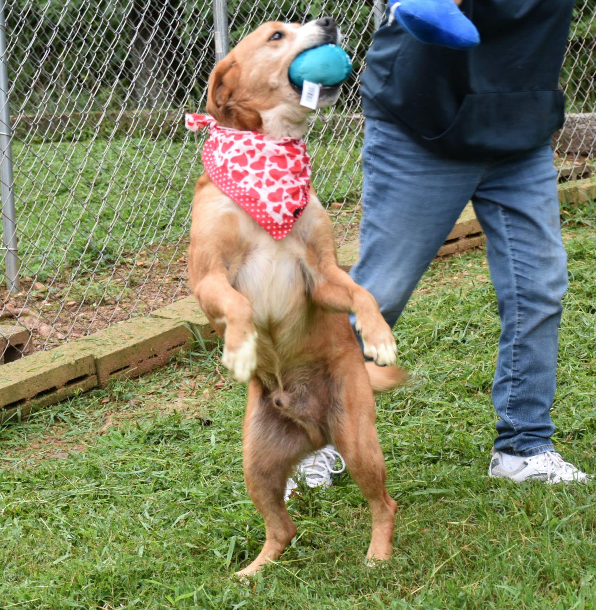 Enlarge Rusty, a Adoptable mixed breed in Wedowee, AL image 3/6