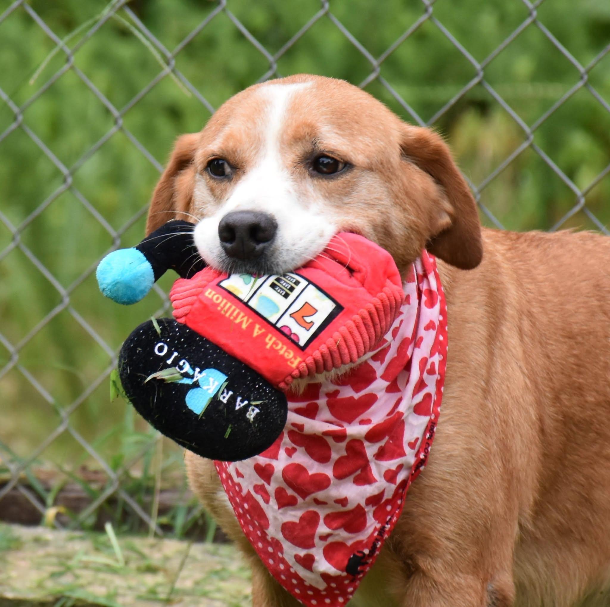 Enlarge Rusty, a Adoptable mixed breed in Wedowee, AL image 2/6