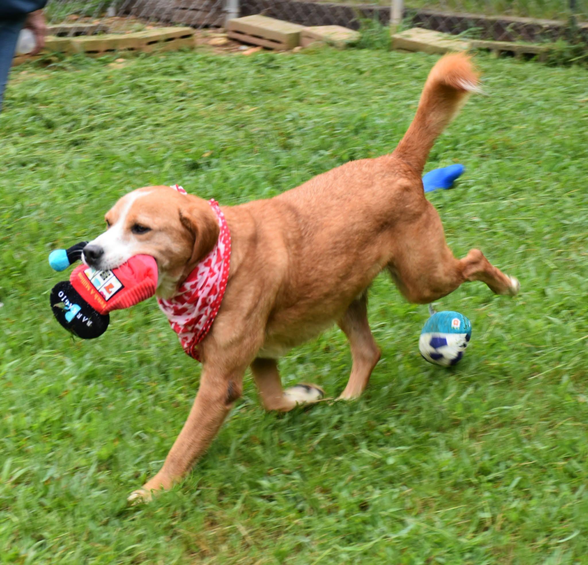 Enlarge Rusty, a Adoptable mixed breed in Wedowee, AL image 6/6