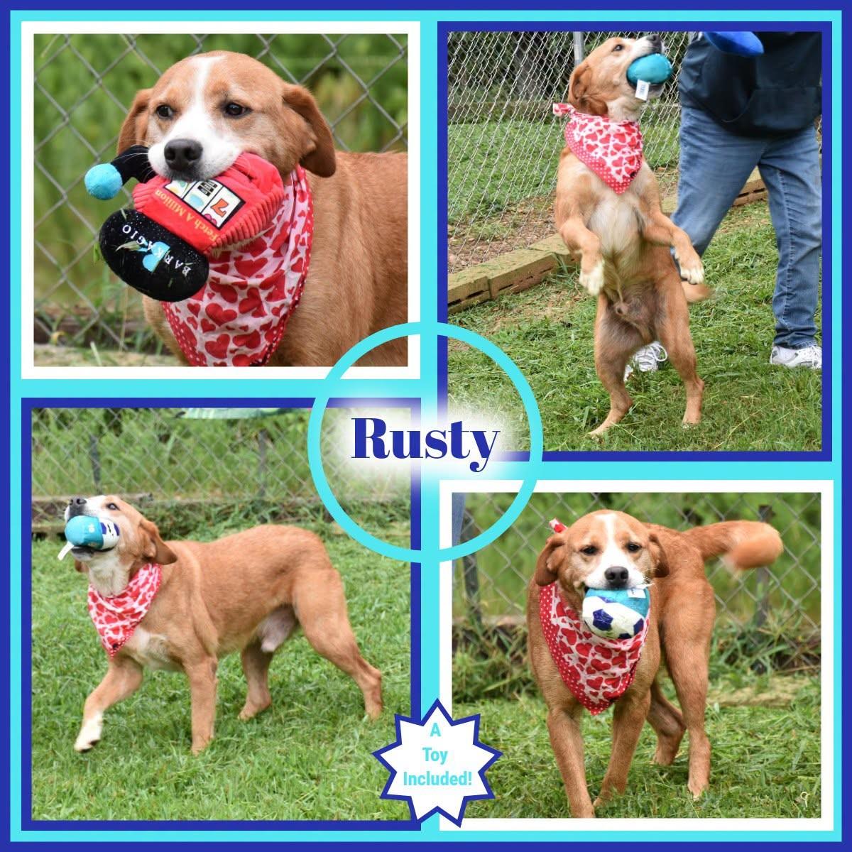Enlarge Rusty, a Adoptable mixed breed in Wedowee, AL image 1/6