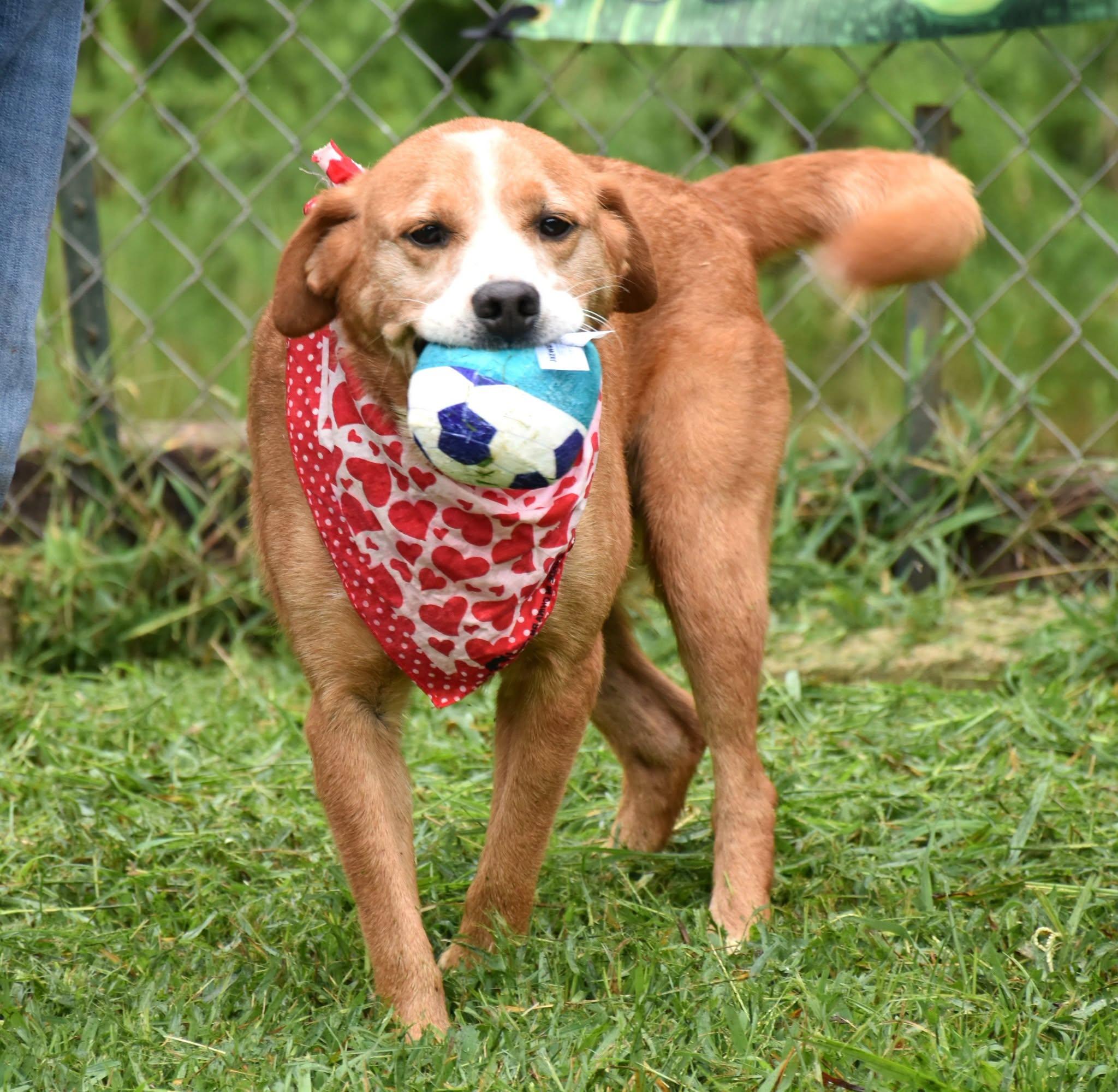 Enlarge Rusty, a Adoptable mixed breed in Wedowee, AL image 5/6