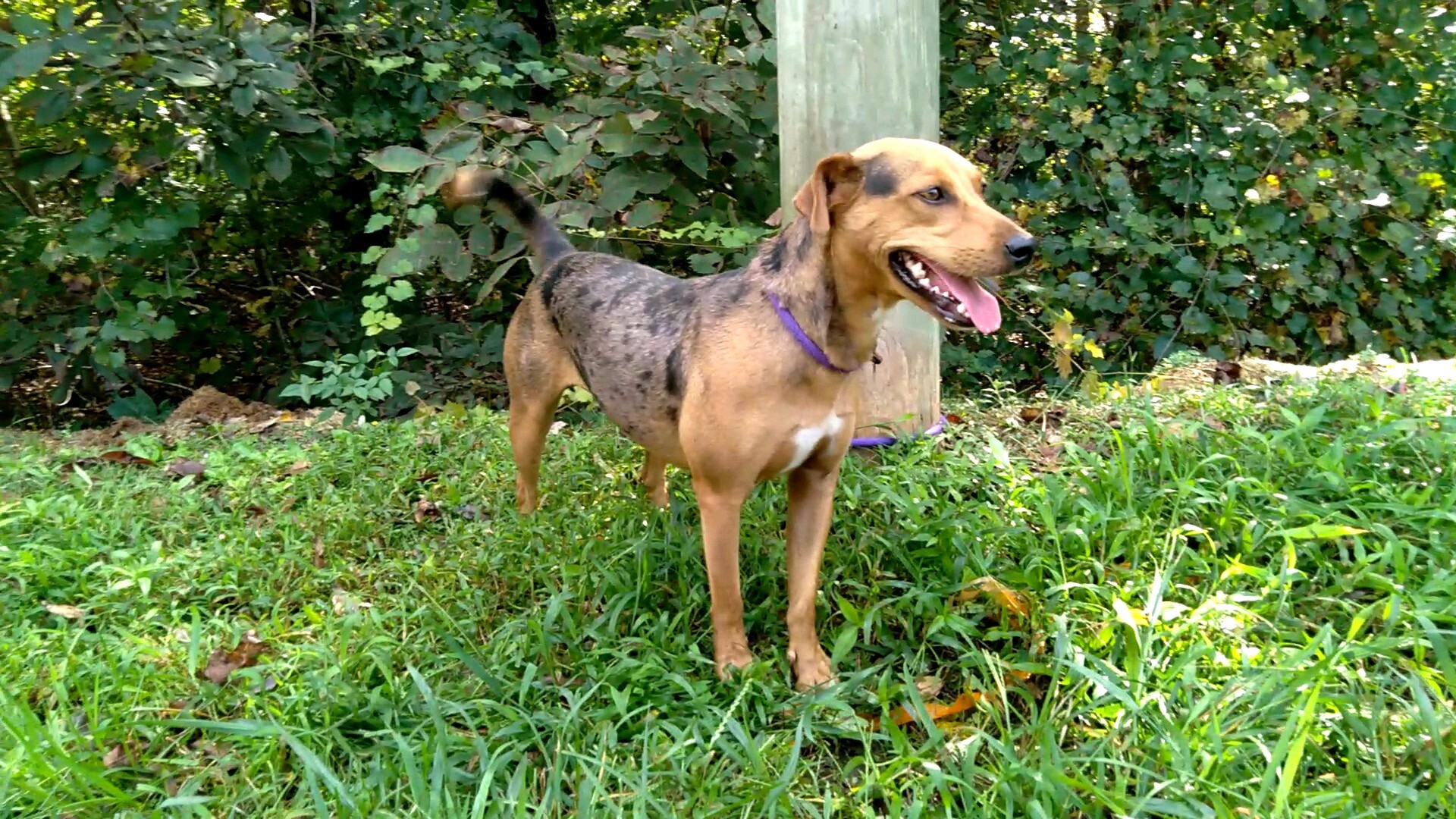 Laurel, Adoptable, Young Female Hound & Beagle.