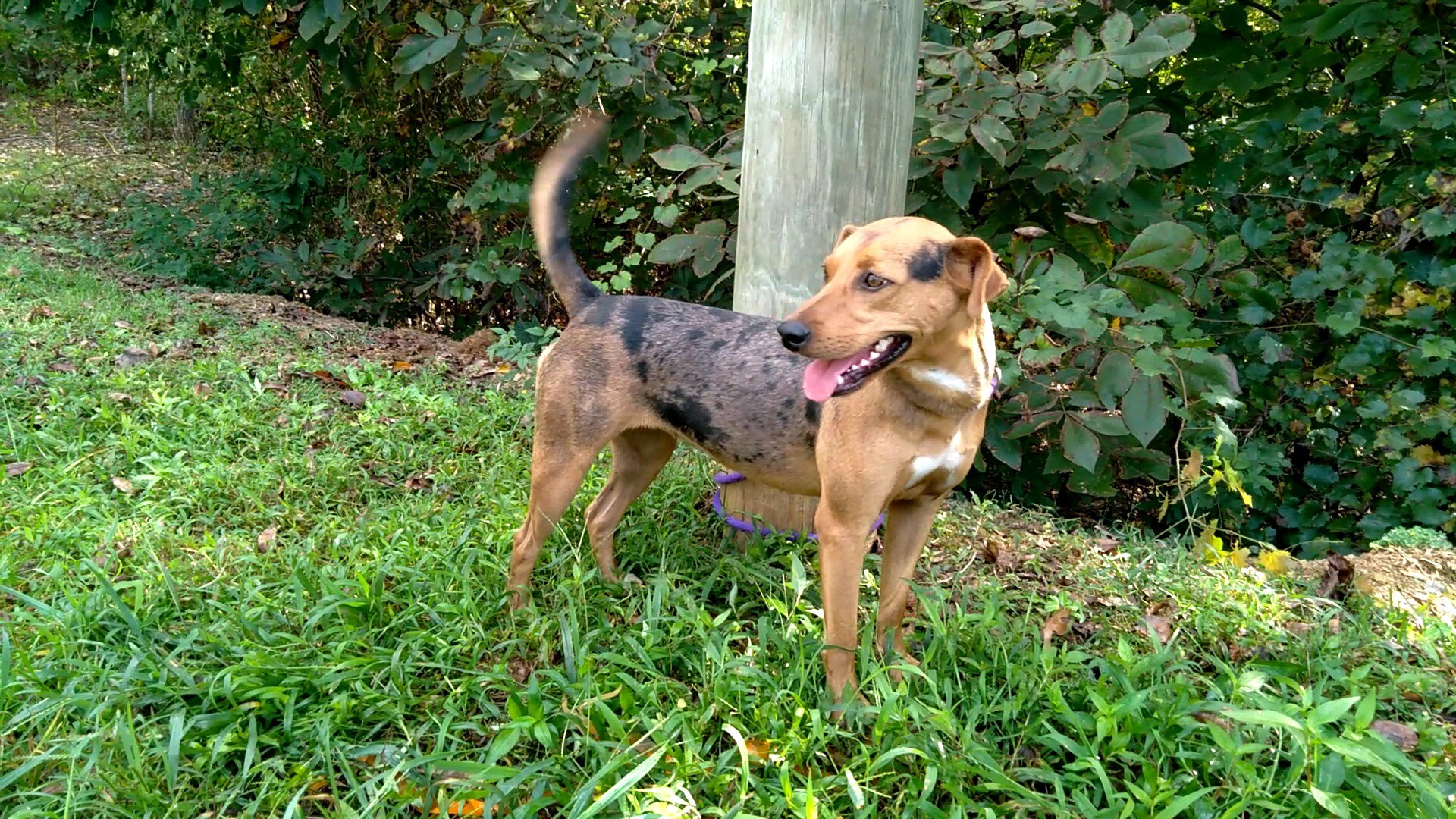 Enlarge Laurel, a Adoptable mixed breed in Westminster, SC image 2/4