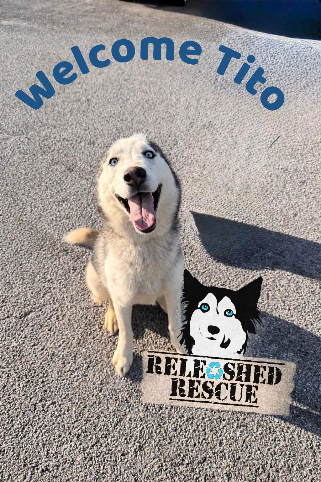 Tito, Adoptable, Adult Male Siberian Husky.