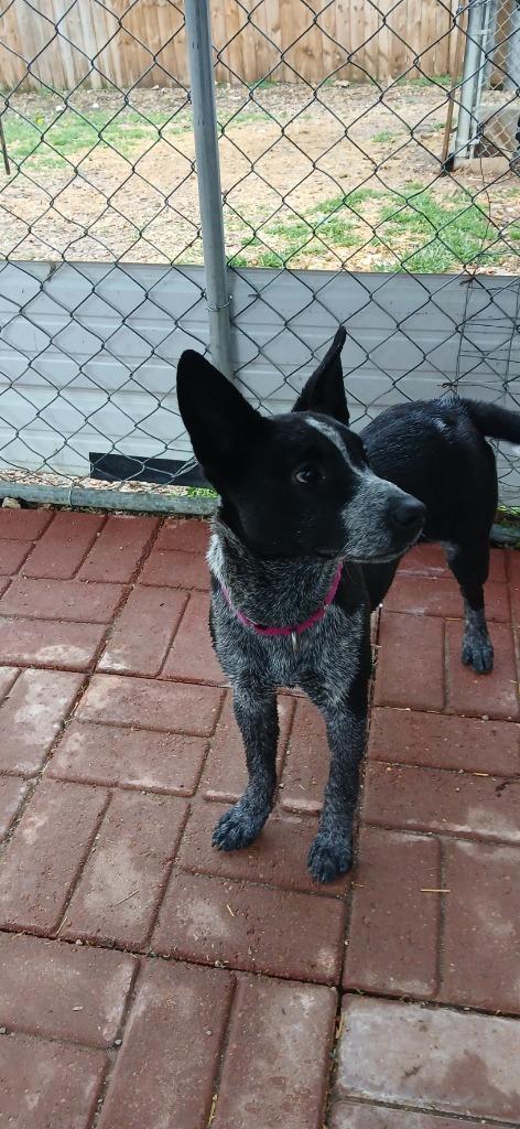 Gloria, Adoptable, Puppy Female Australian Cattle Dog / Blue Heeler.