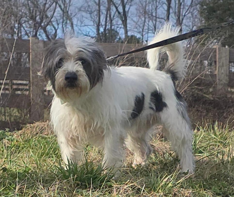 Oliver: Near PERFECT, an adoptable mixed breed in Franklin, TN image 4/6