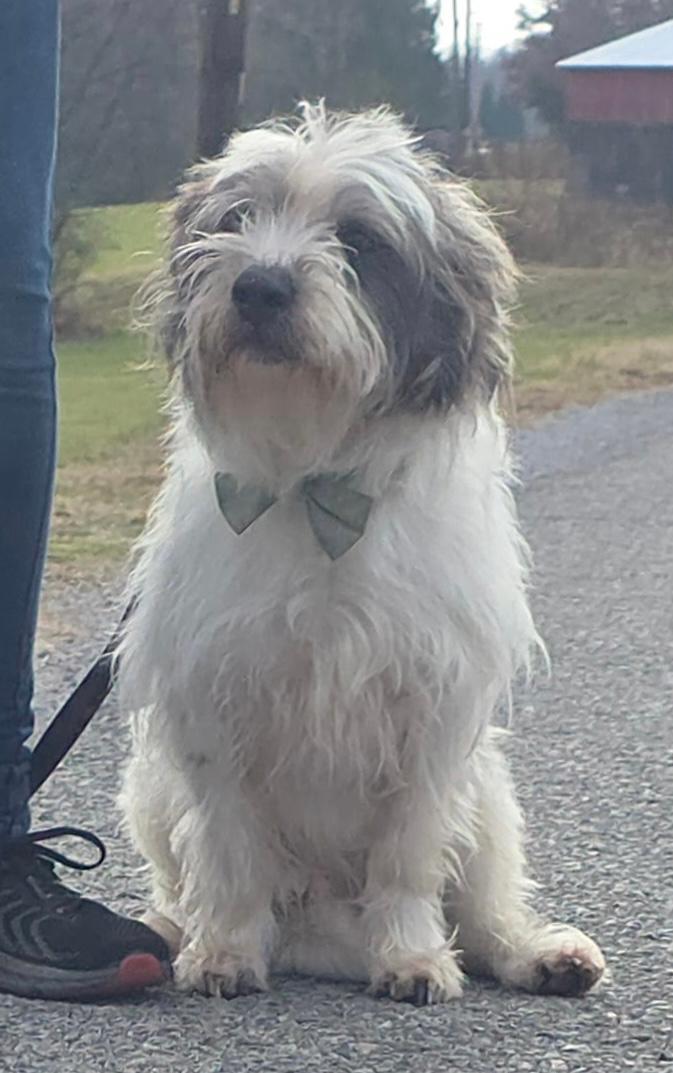 Oliver: Near PERFECT, an adoptable mixed breed in Franklin, TN image 3/6