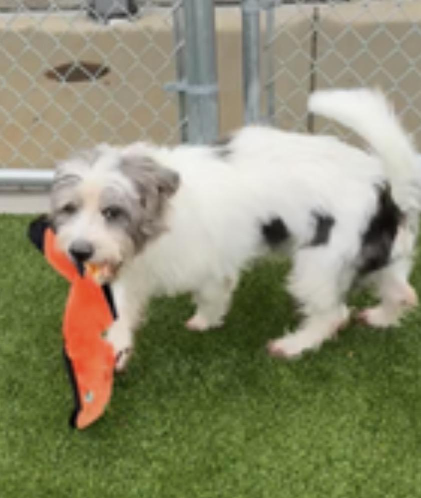 Ollie: Near PERFECT, a Adoptable mixed breed in Franklin, TN image 1/2