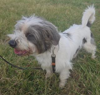 Oliver: Near PERFECT, an adoptable mixed breed in Franklin, TN image 5/6