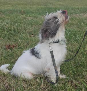 Oliver: Near PERFECT, an adoptable mixed breed in Franklin, TN image 6/6